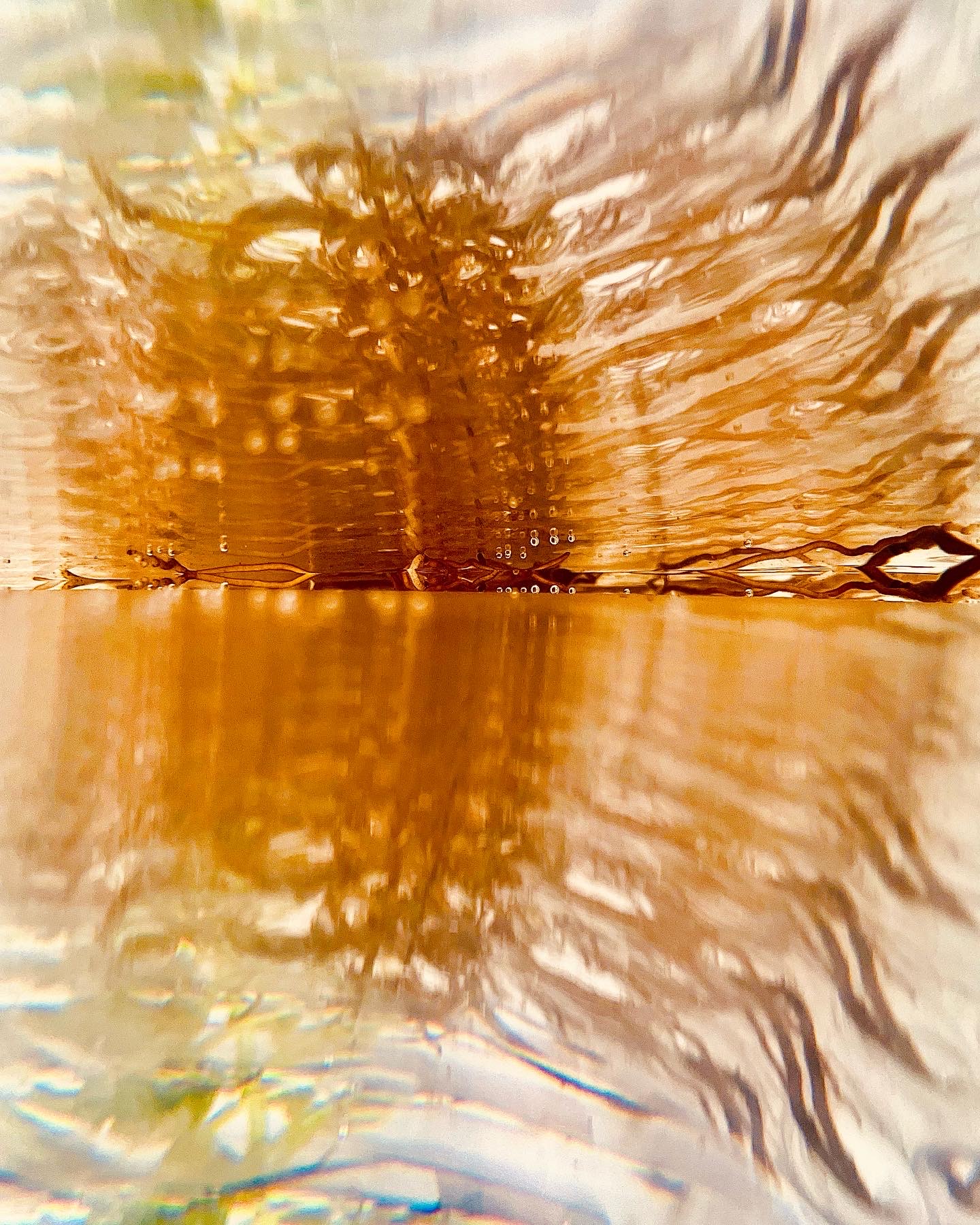 Reconnecting all Forms of Life Through Art - image